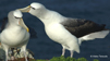 Shy Albatross