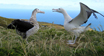 Tristan Albatross