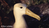 Waved Albatross