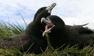 White-chinned Petrel