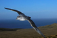 Grey Petrel