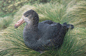 Northern Giant Petrel