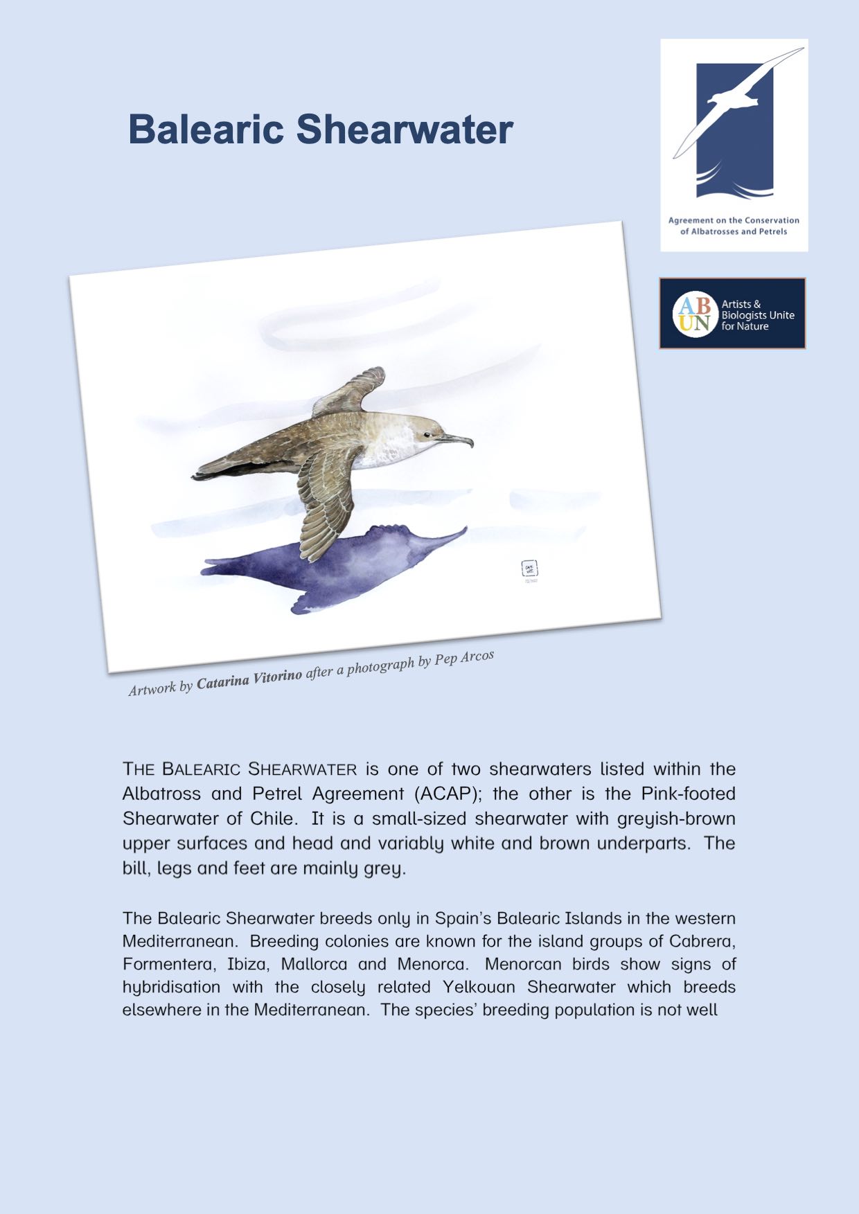 Balearic Shearwater Summary