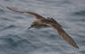 Balearic Shearwater