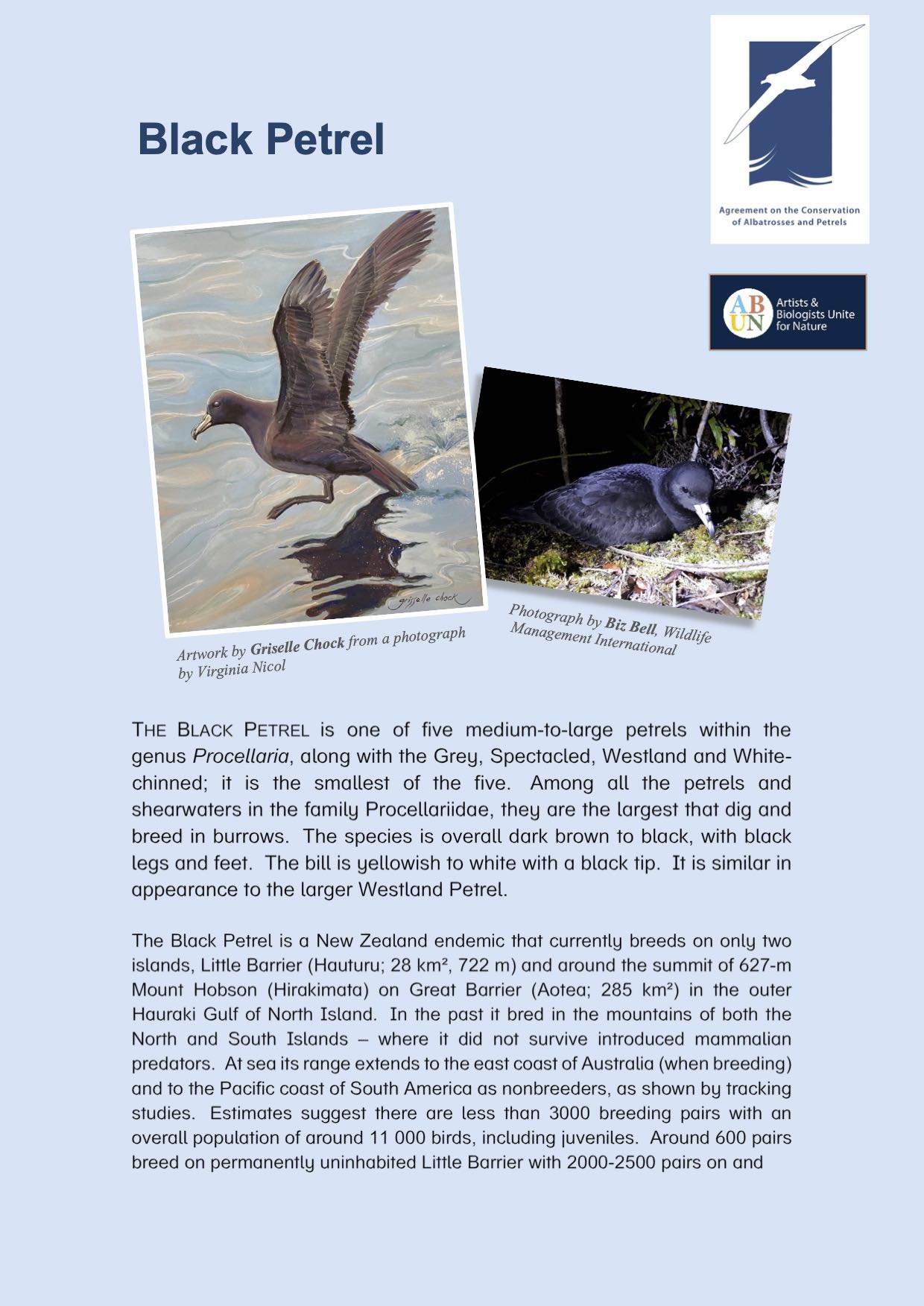 Black Petrel Summary