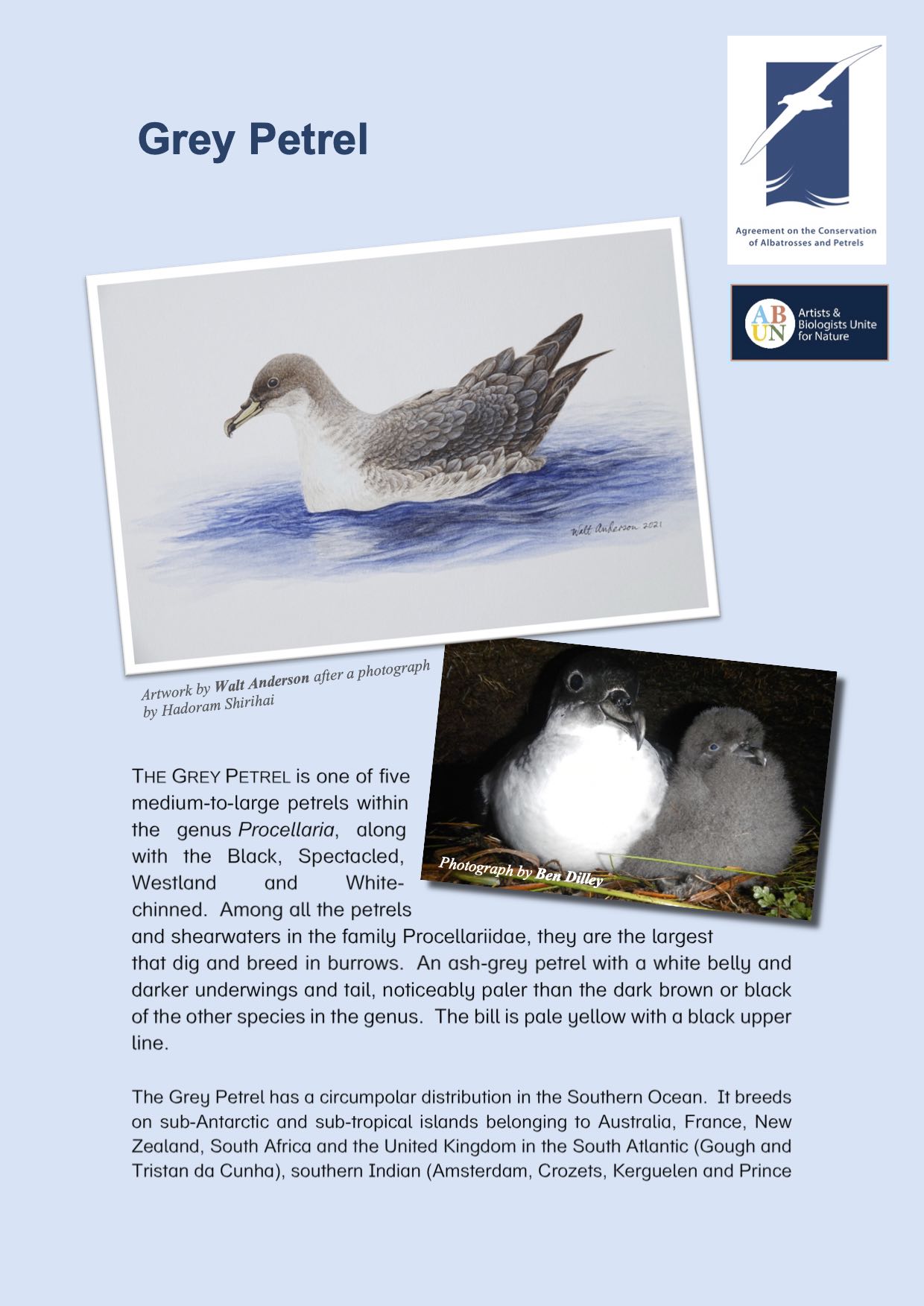 Grey Petrel Summary