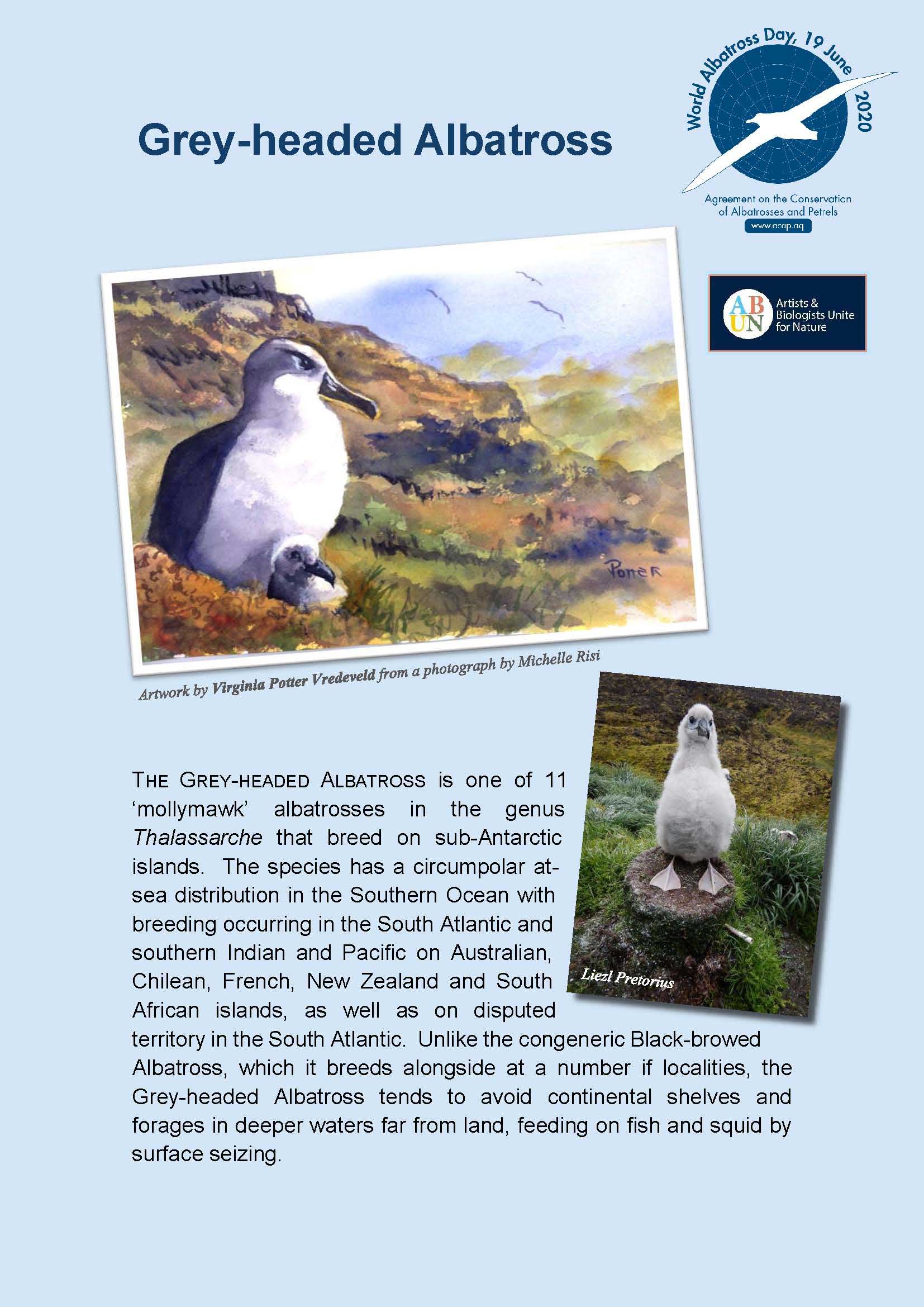 Grey-headed Albatross