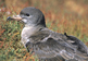 Pink-footed Shearwater