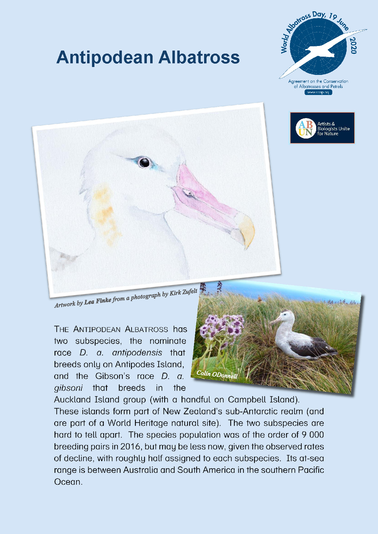 Antipodean Albatross