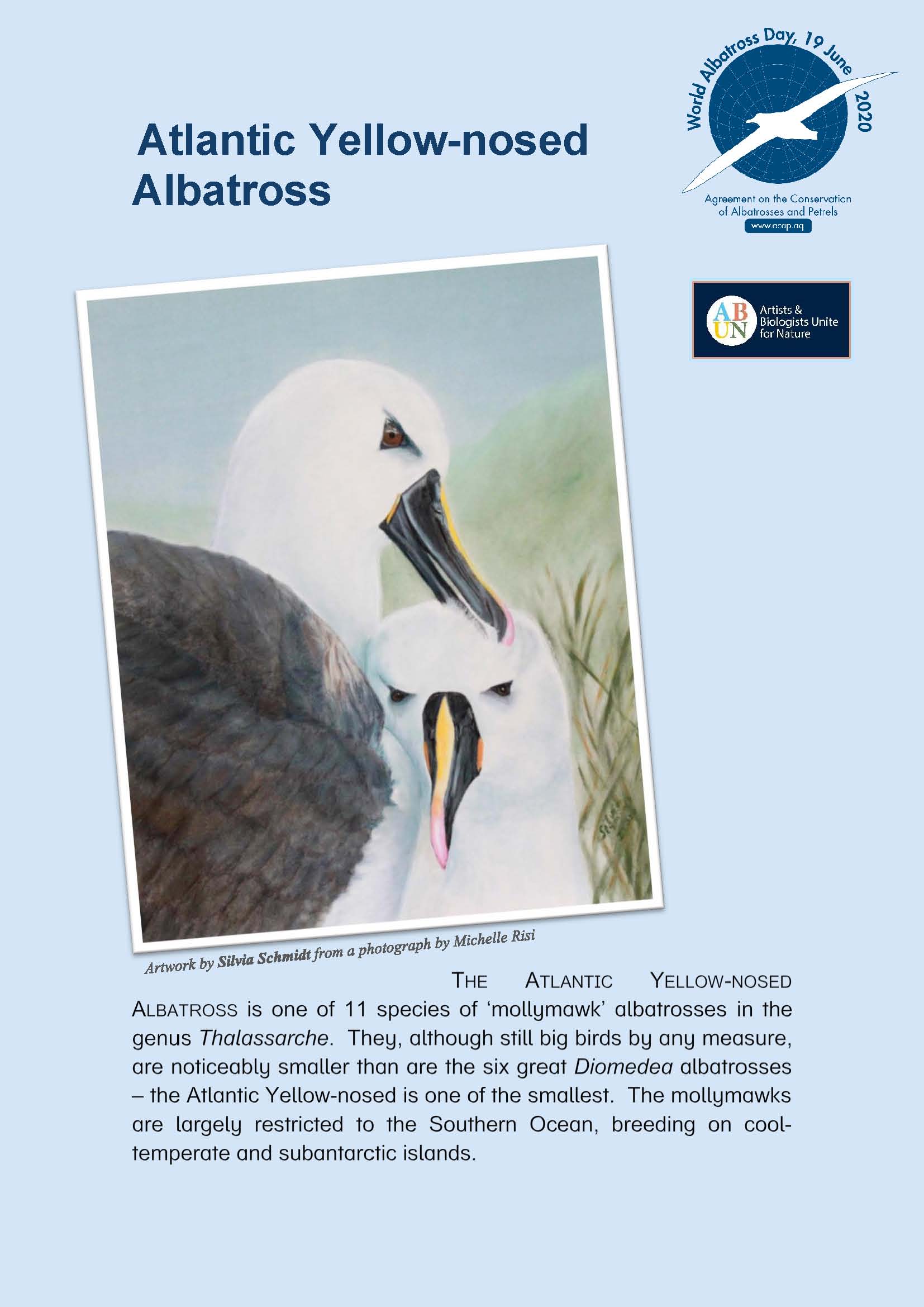 Atlantic Yellow-nosed Albatross