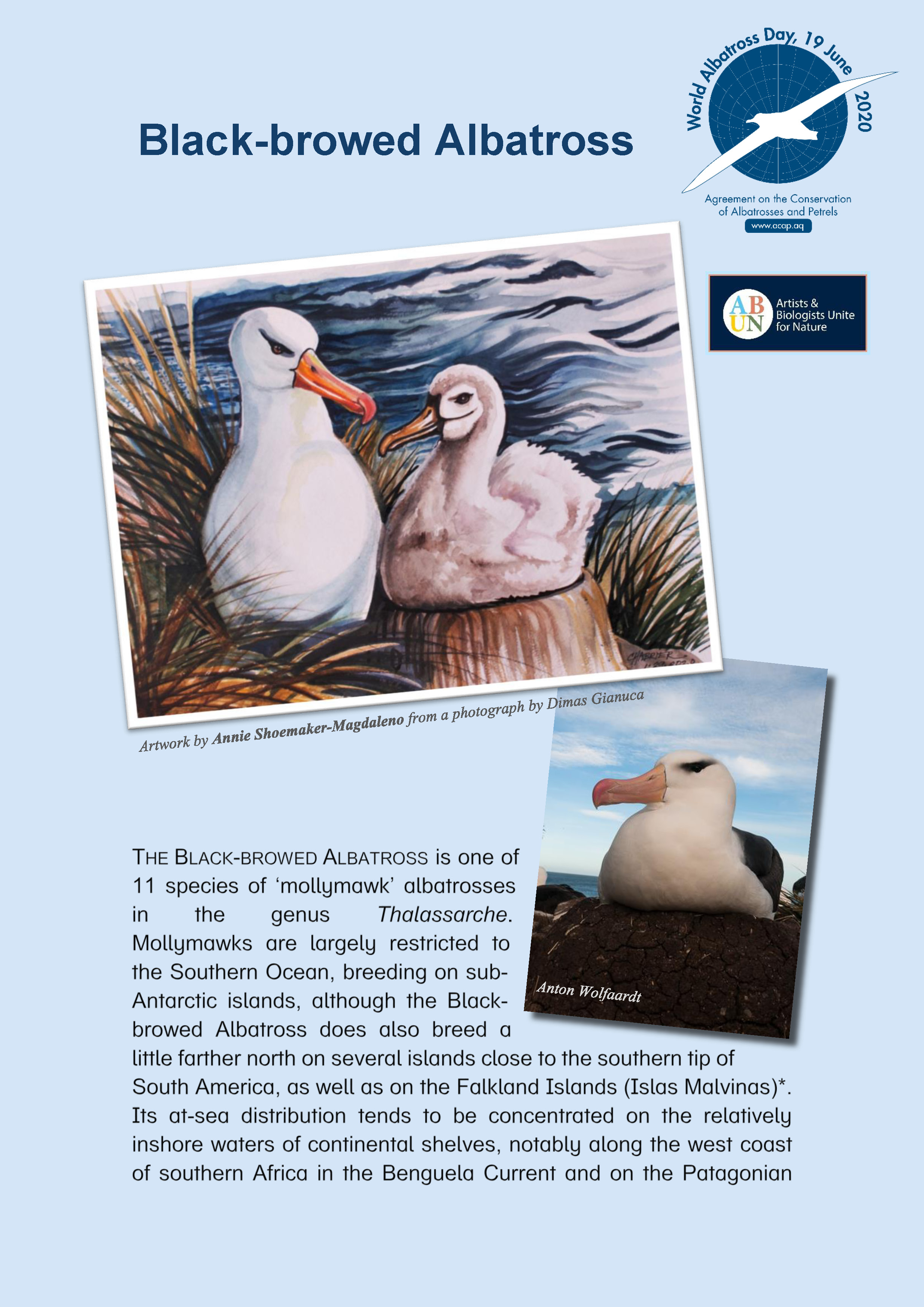 Black-browed Albatross
