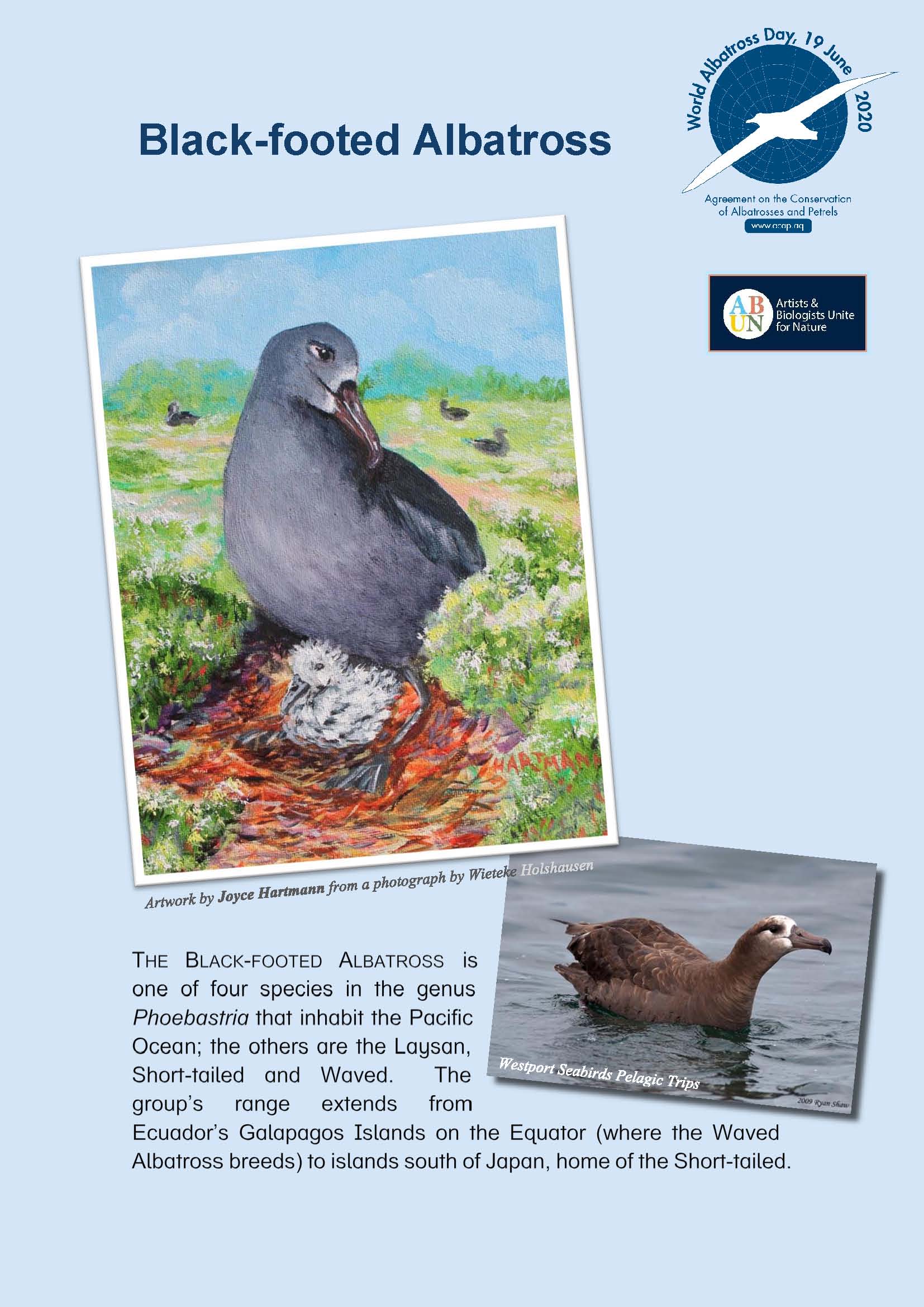Black-footed Albatross
