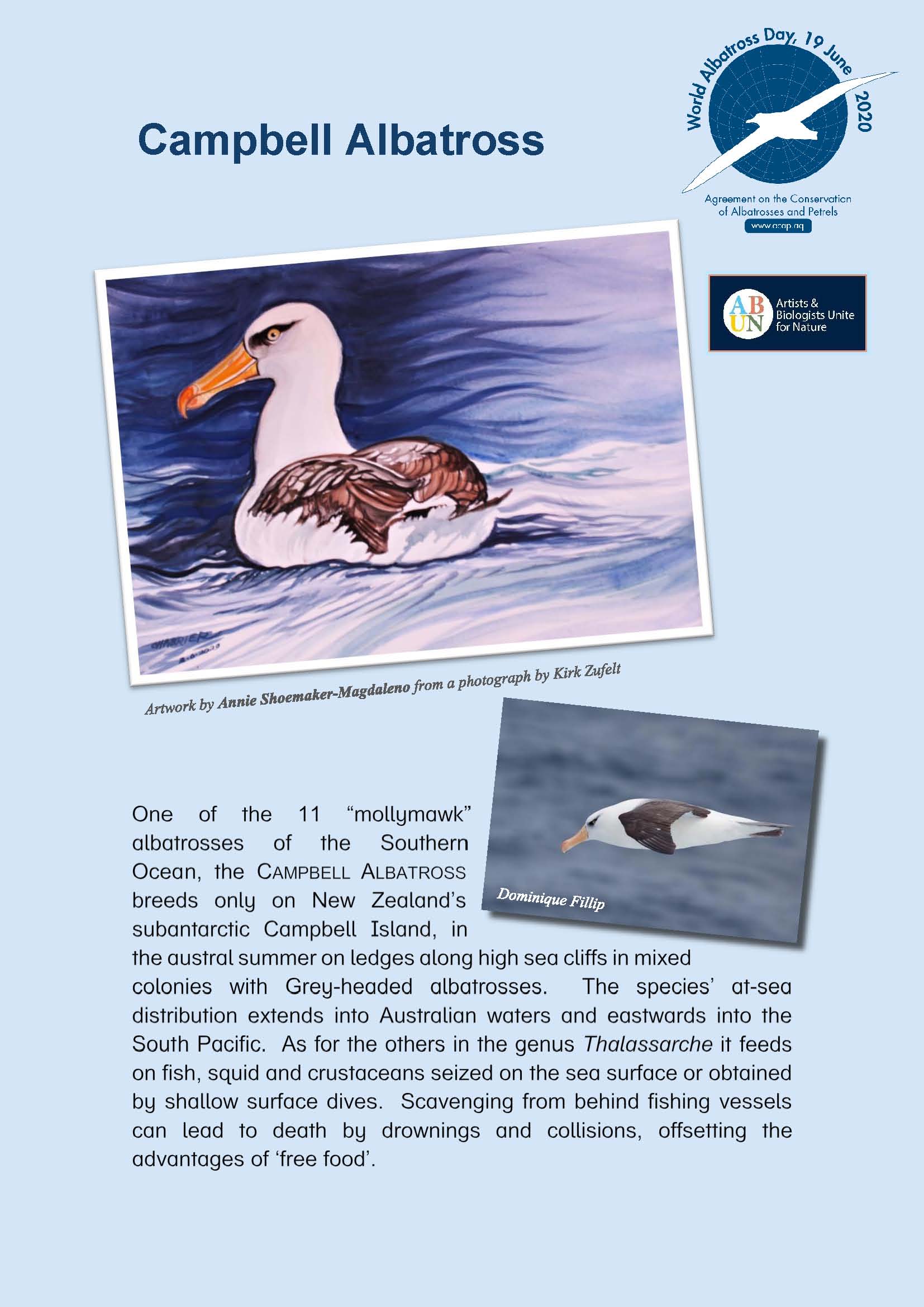 Campbell Albatross