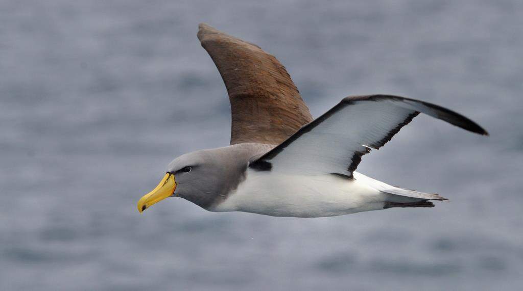 Colouring in Chatham Albatross, Georgia Feild
