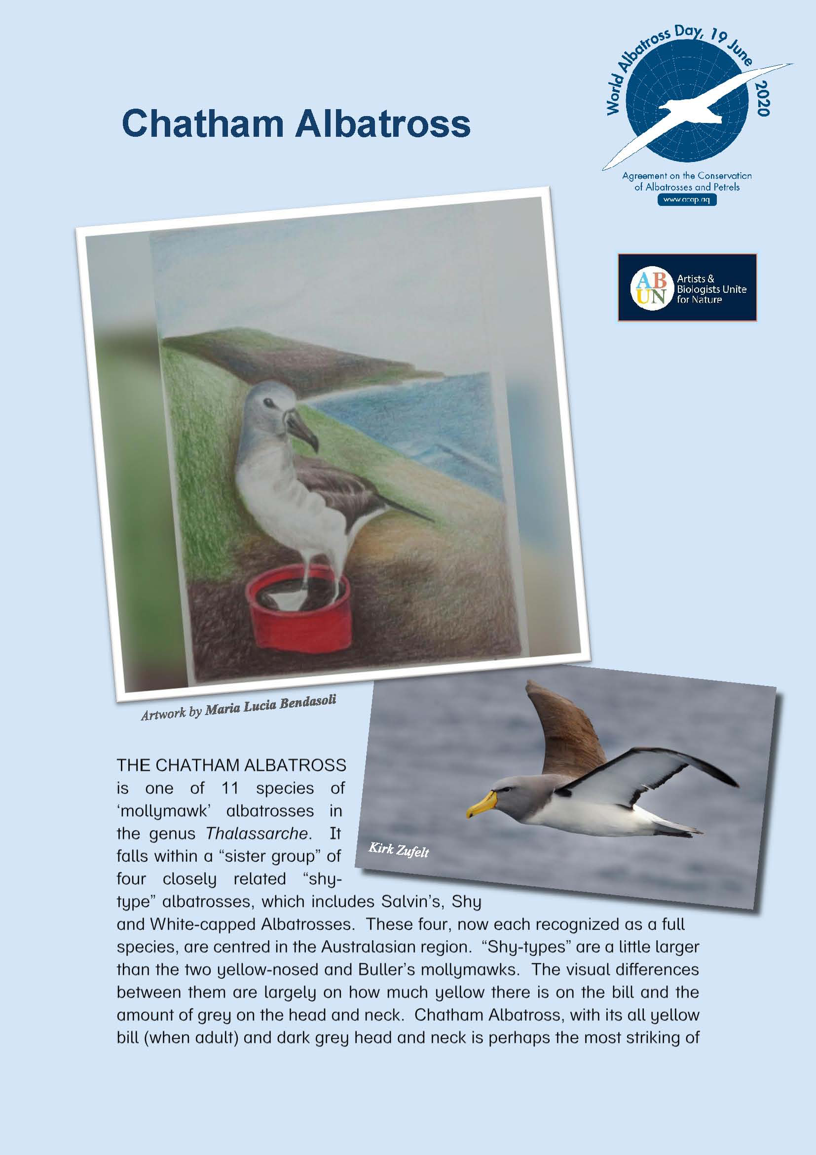 Chatham Albatross