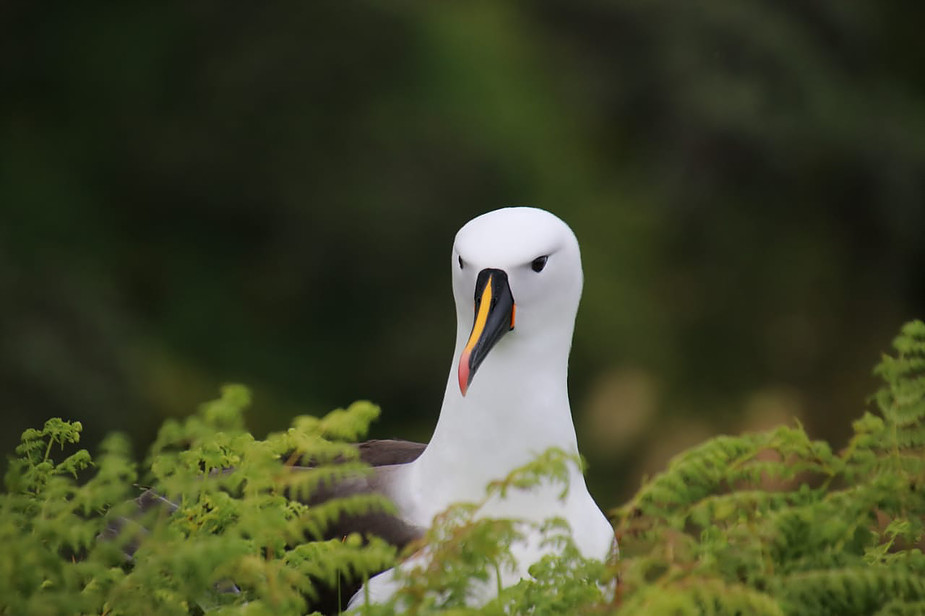 Colouring in Indian Yellow nosed Albatross, Diane Andersen