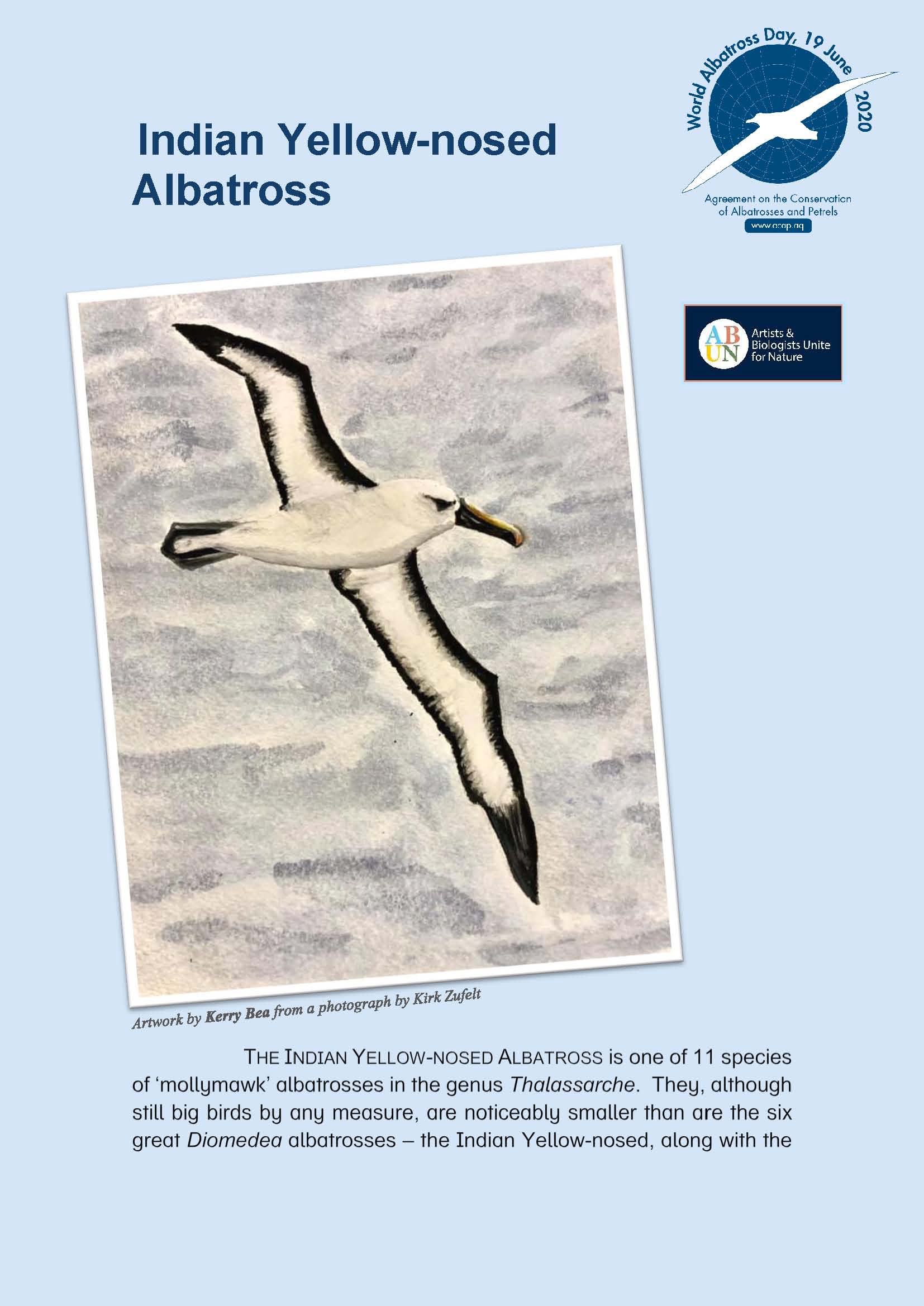 Indian Yellow-nosed Albatross