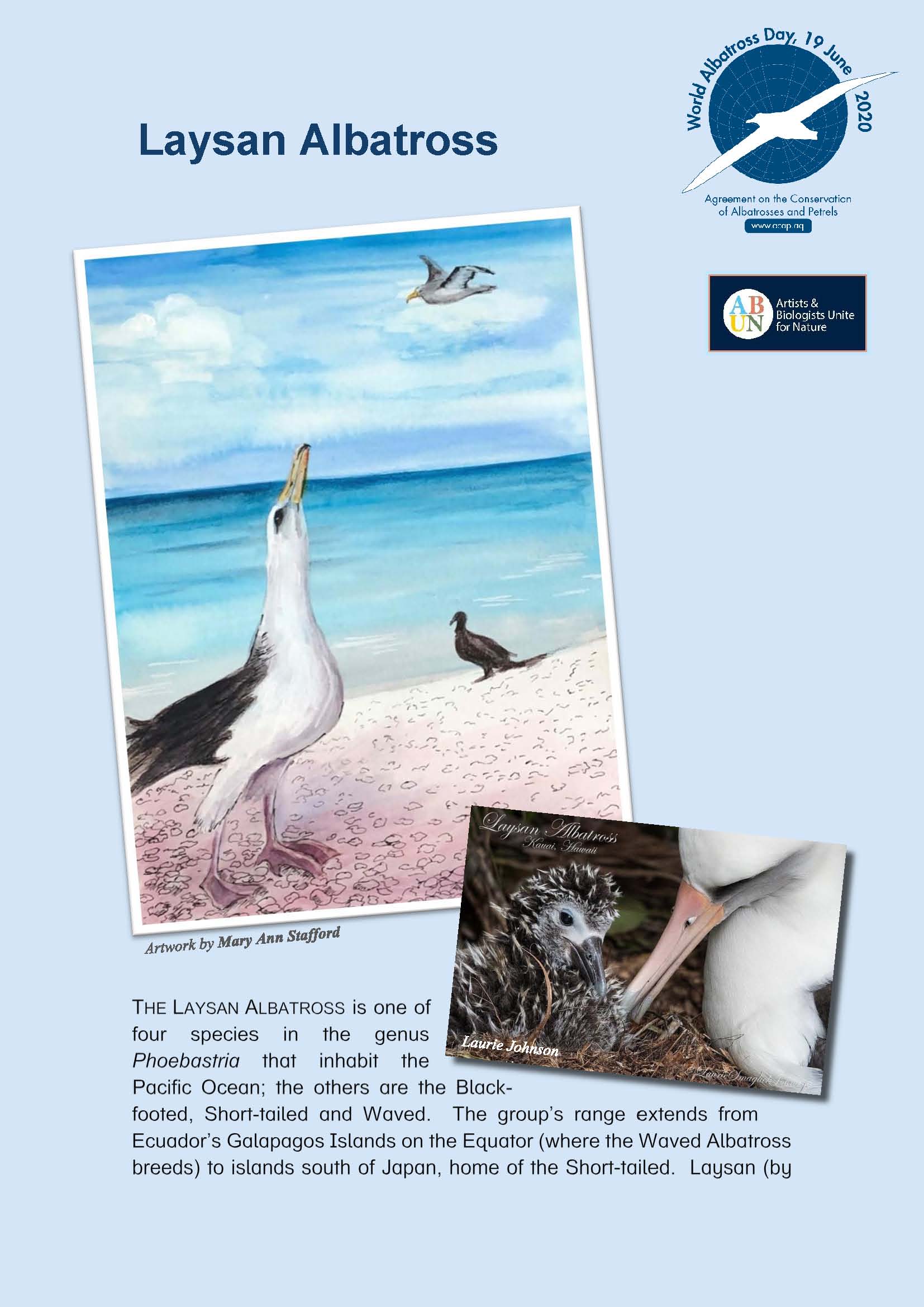 Laysan Albatross