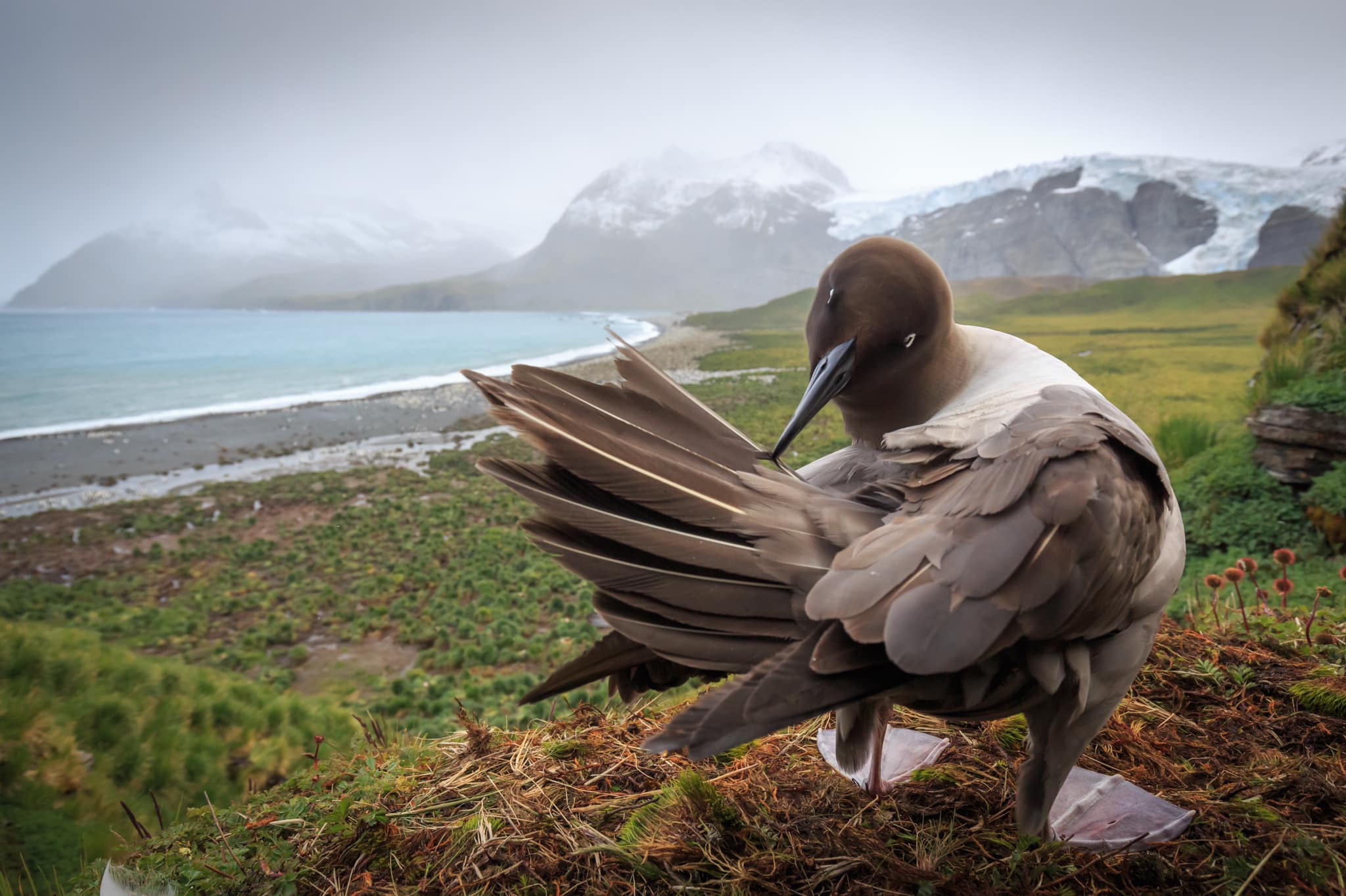 Colouring in Light Mantled Albatross, Marion Schön