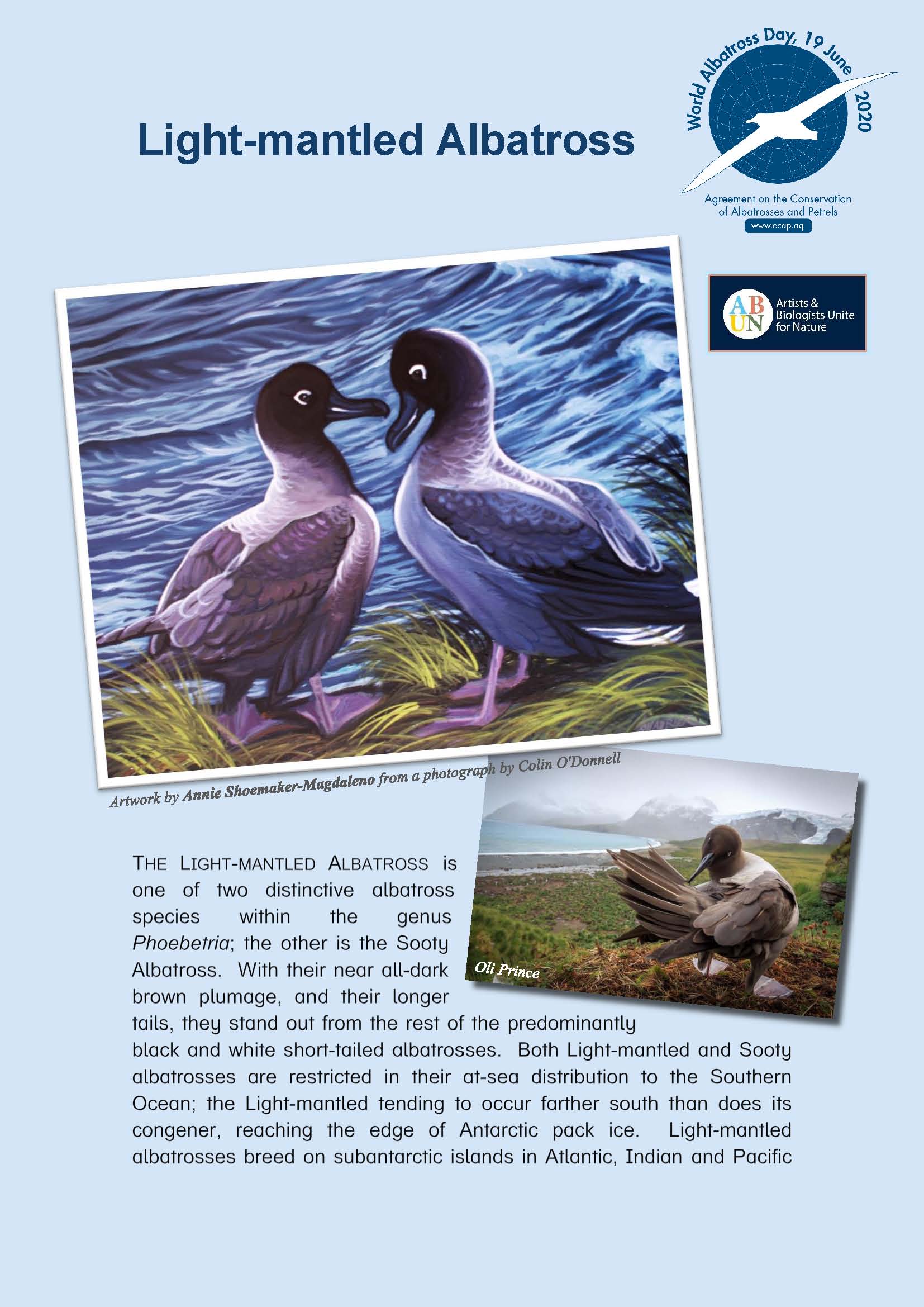 Light-mantled Albatross