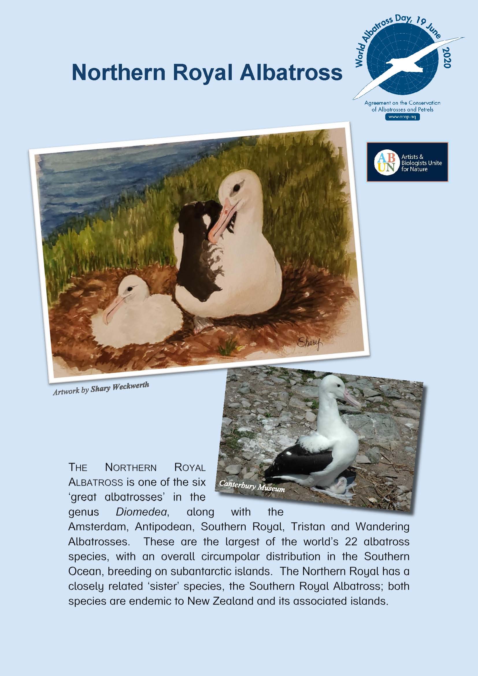 Northern Royal Albatross