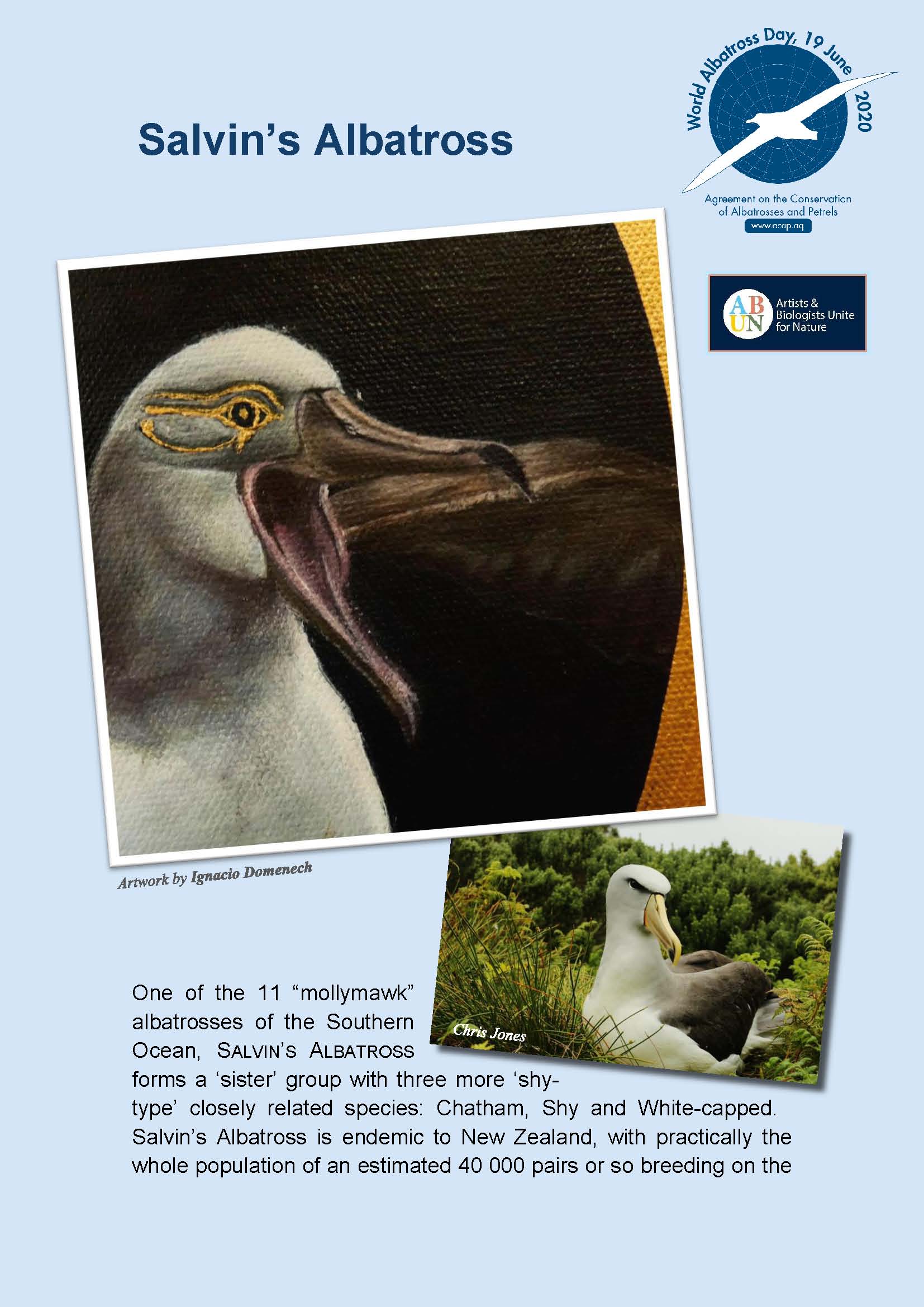 Salvin's Albatross