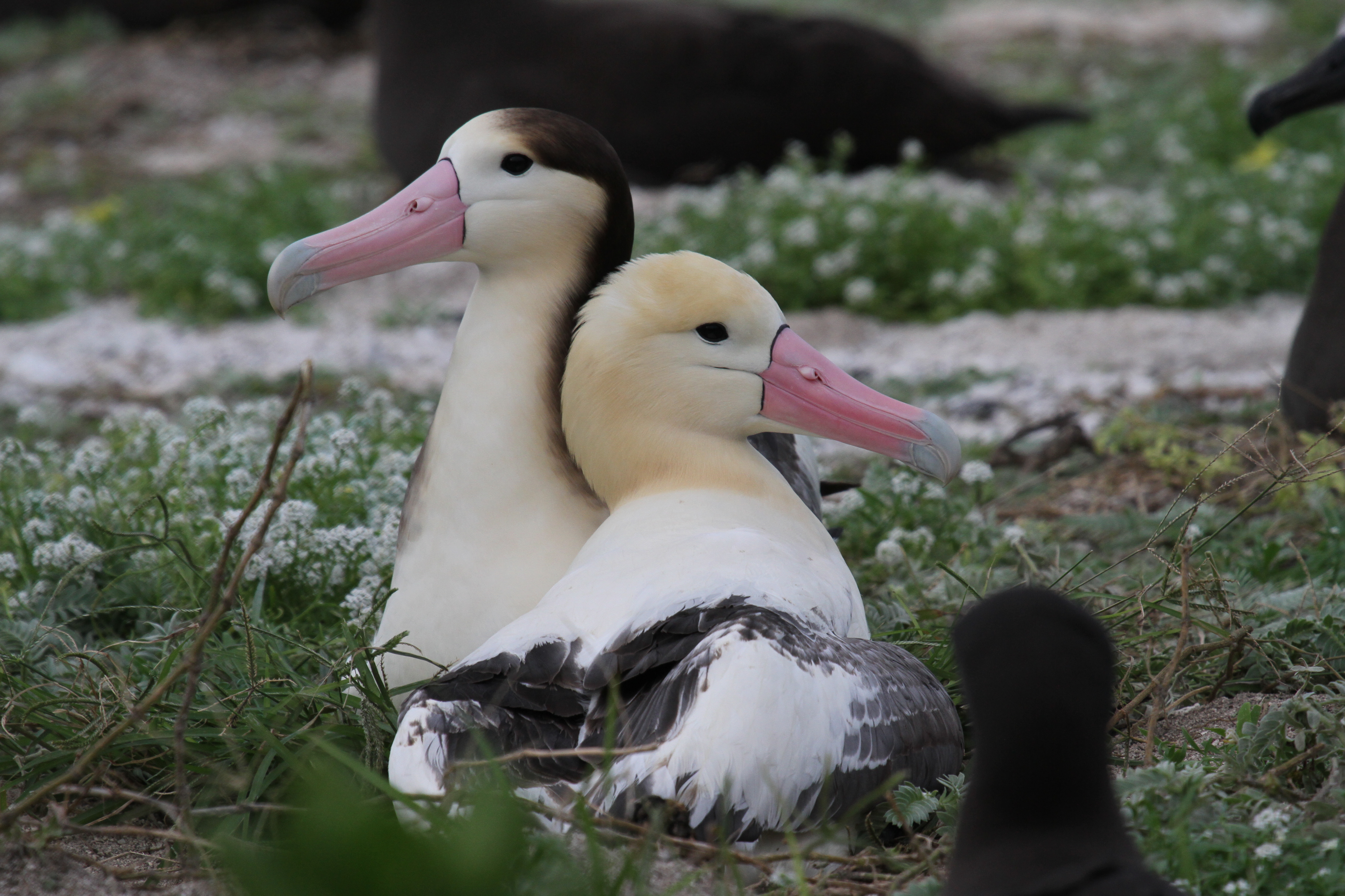 Colouring in Short tailed Albatrosses, Marion Schön