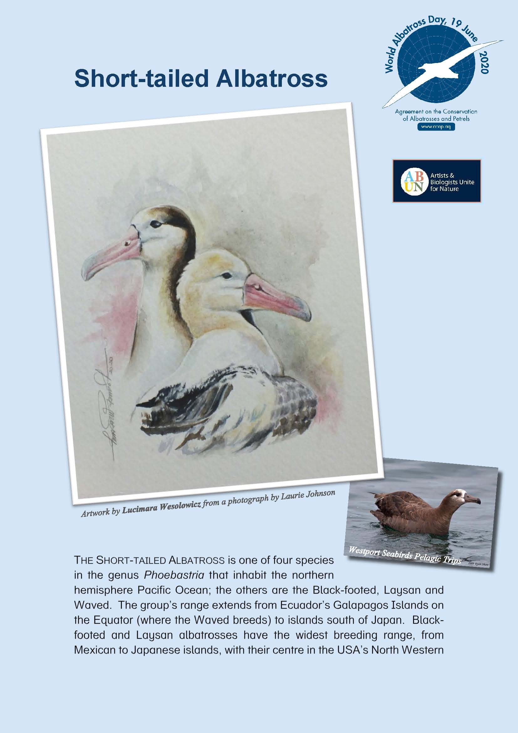 Short tailed Albatross