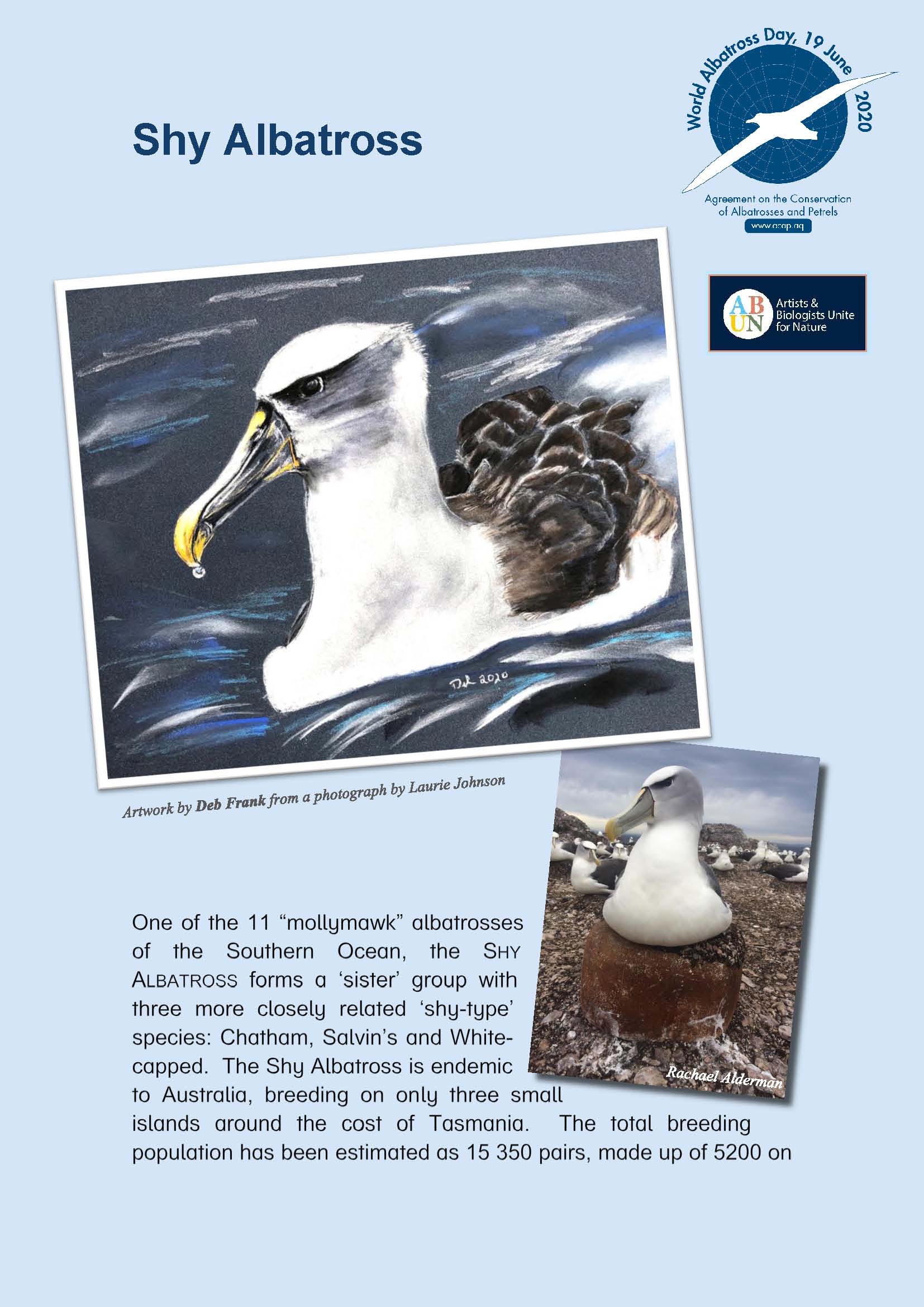 Shy Albatross