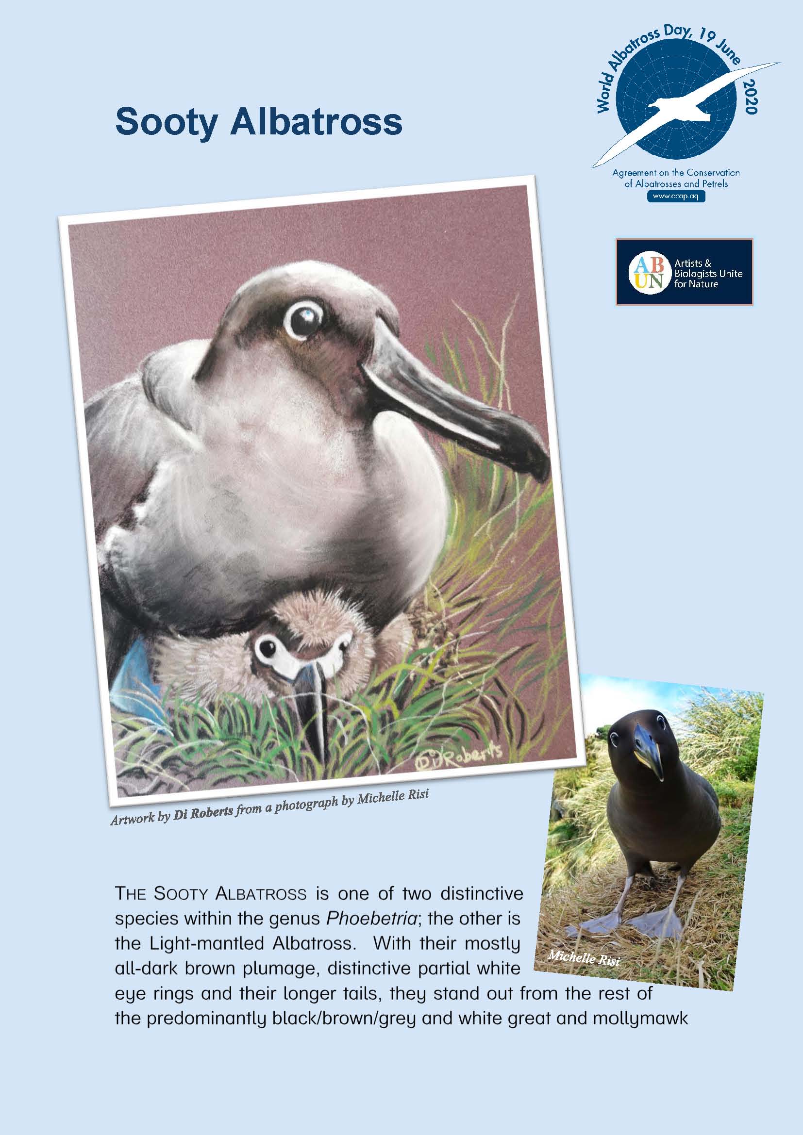 Sooty Albatross