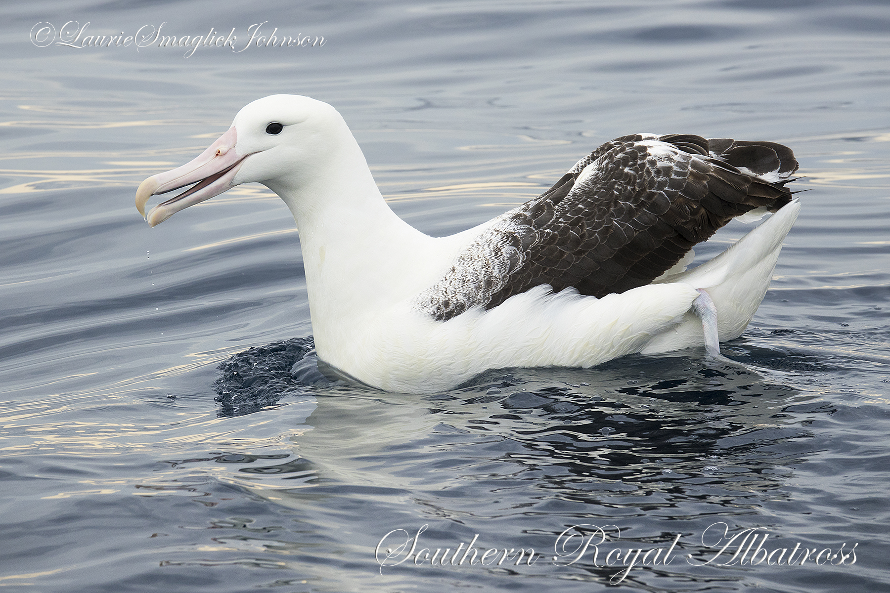 Colouring in Southern Royal Albatross, Diana Andersen