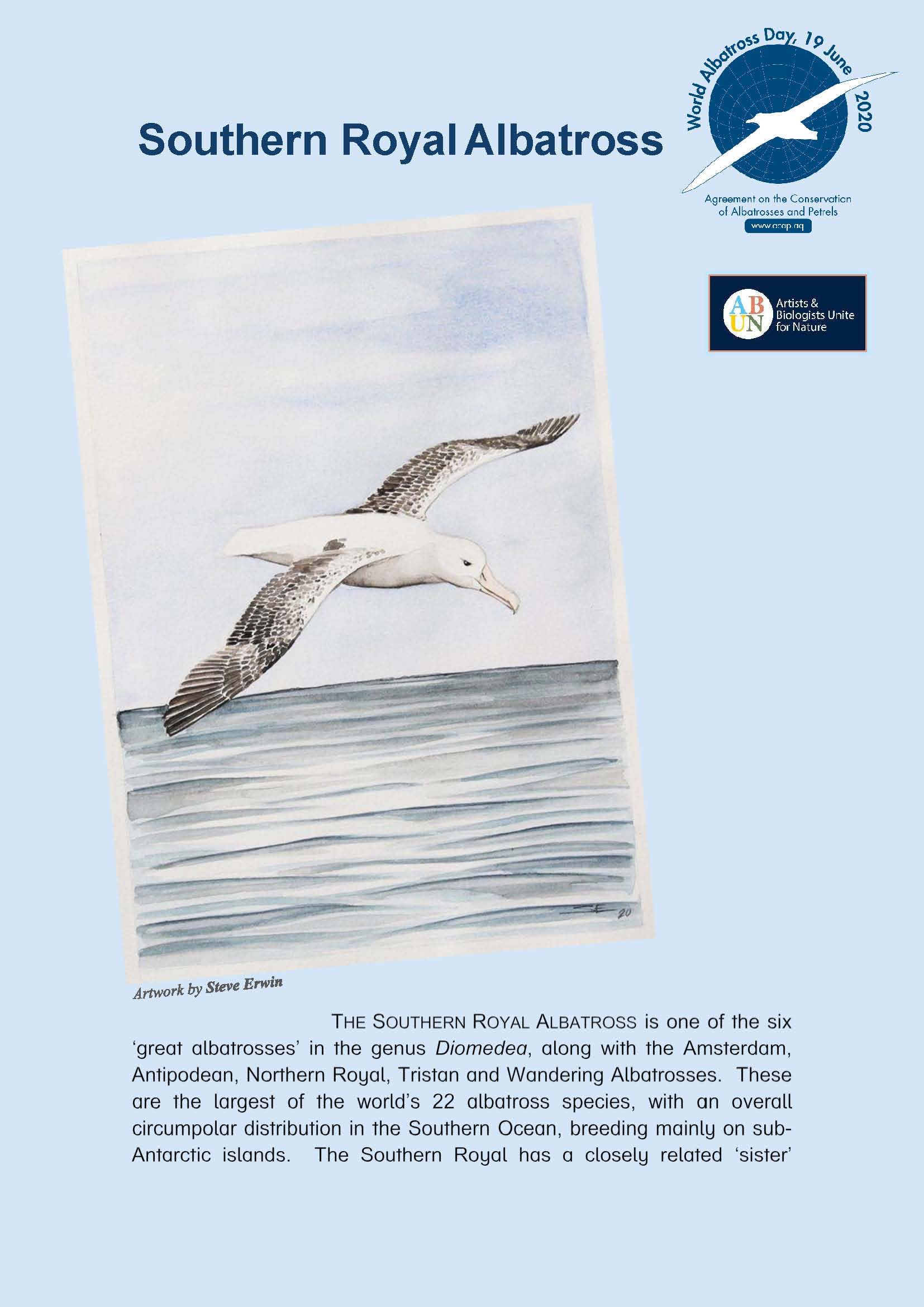 Southern Royal Albatross