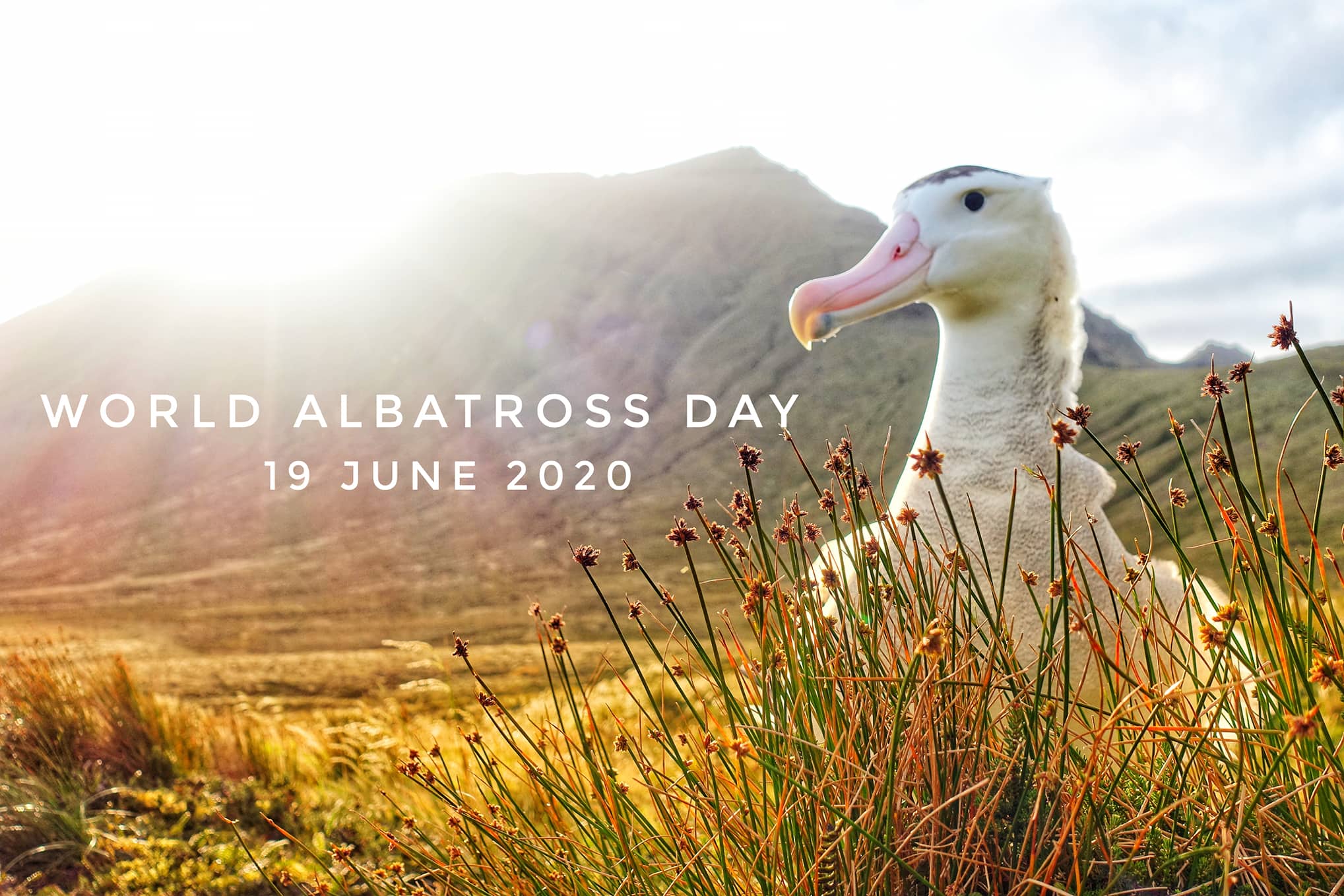 Colouring in Tristan Albatross, Virginia Nicol