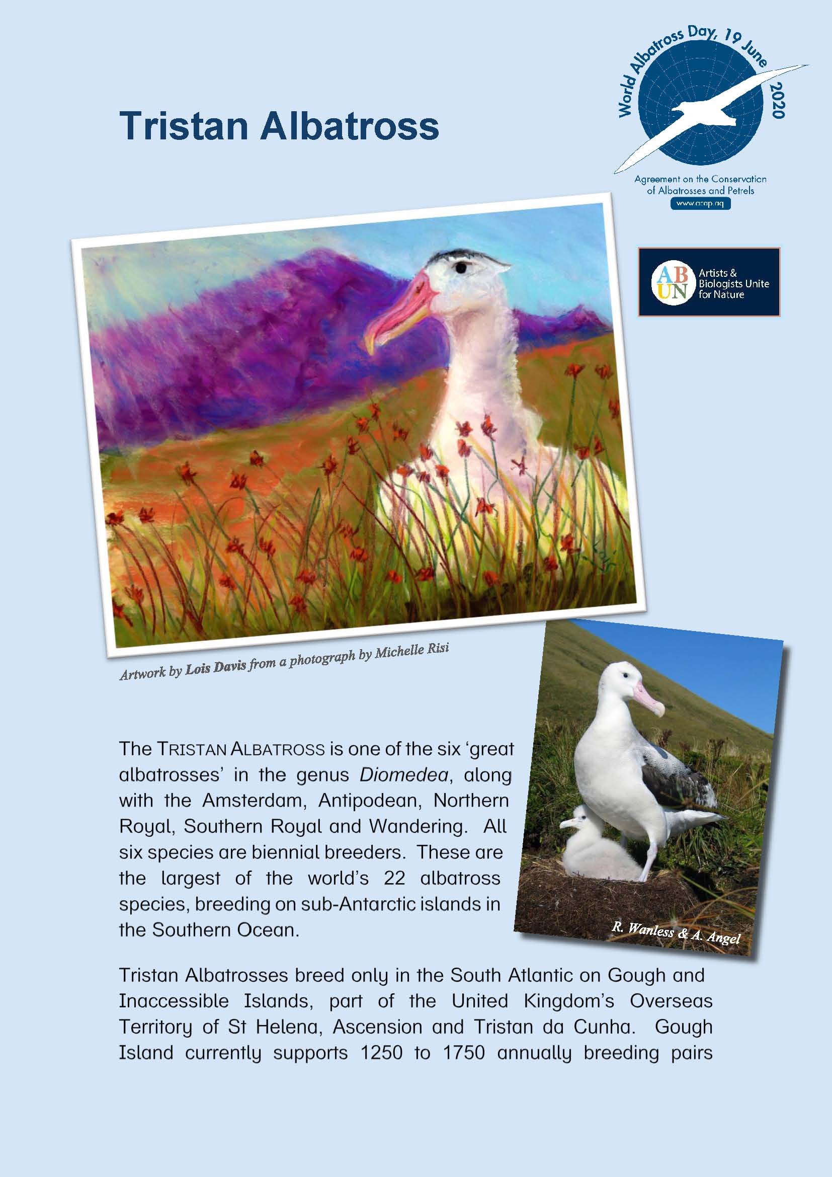 Tristan Albatross