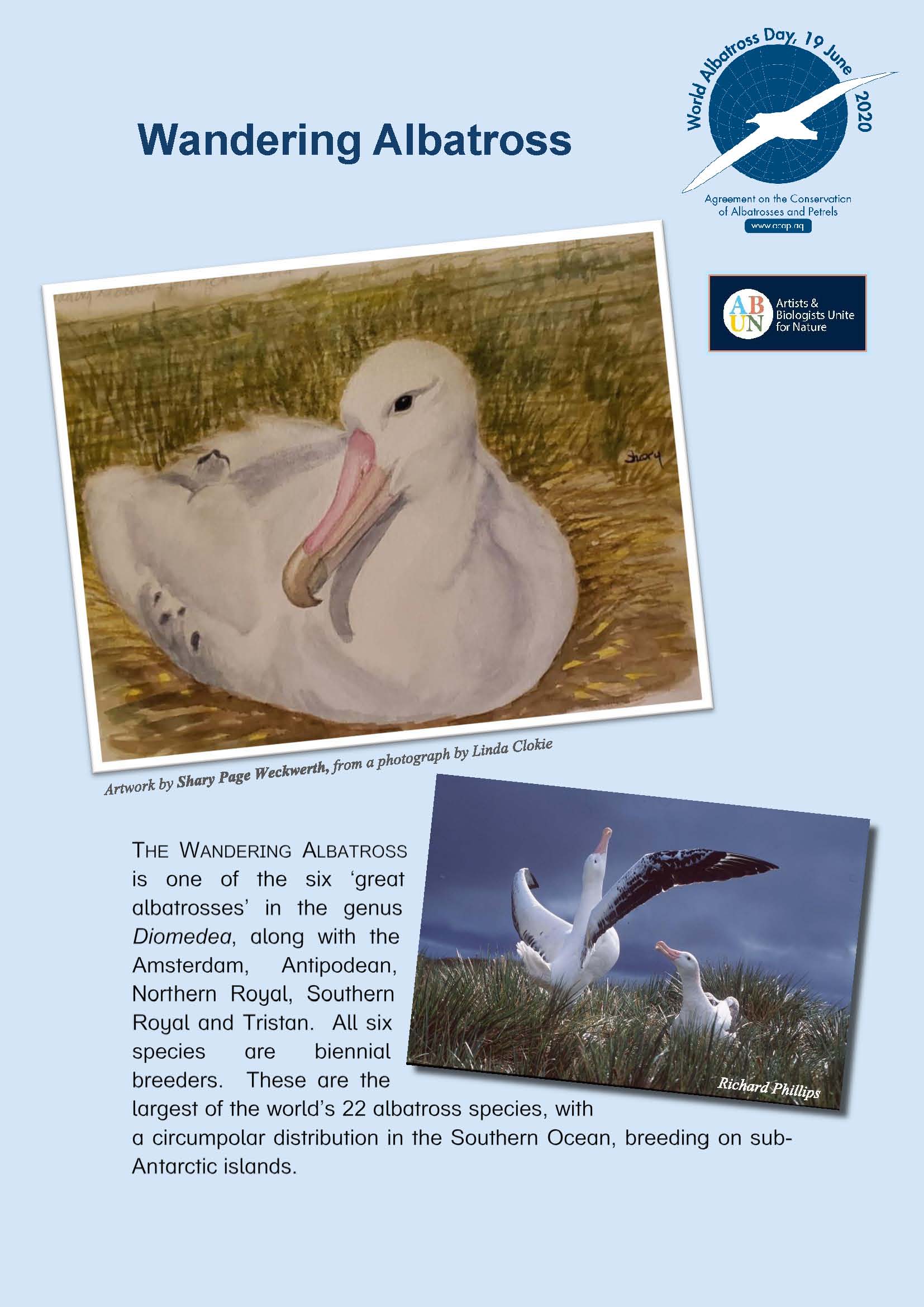 Wandering Albatross