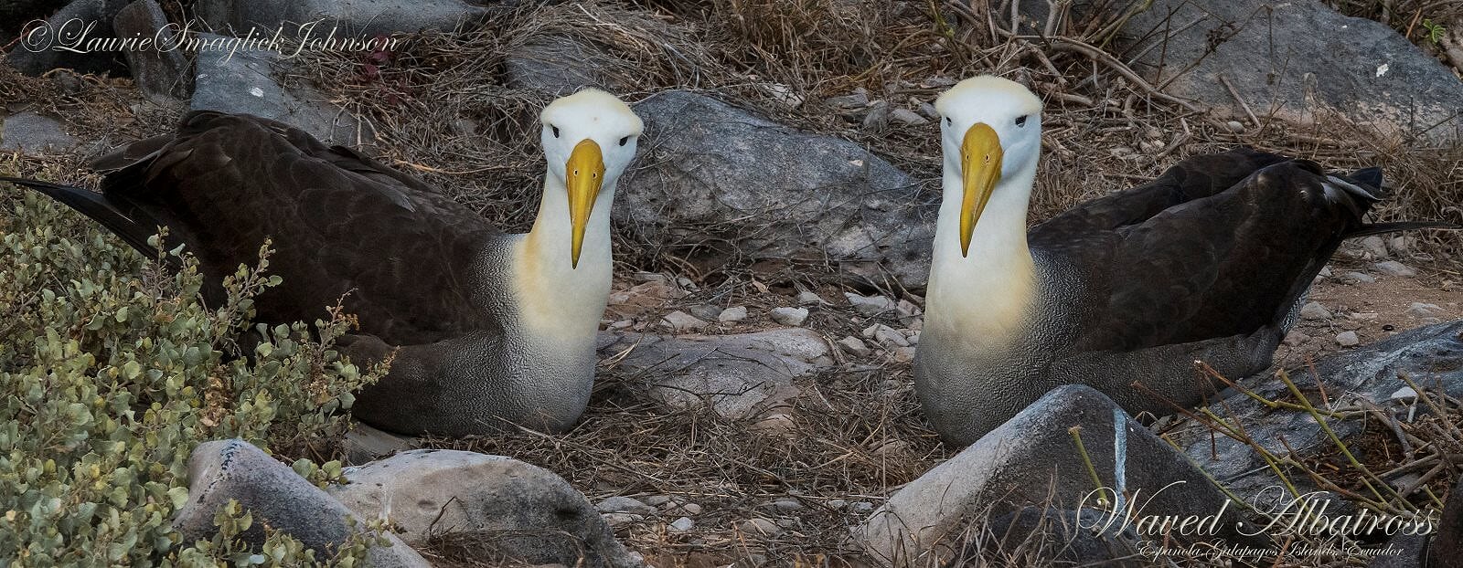 Colouring in Waved Albatross, Diana Andersen
