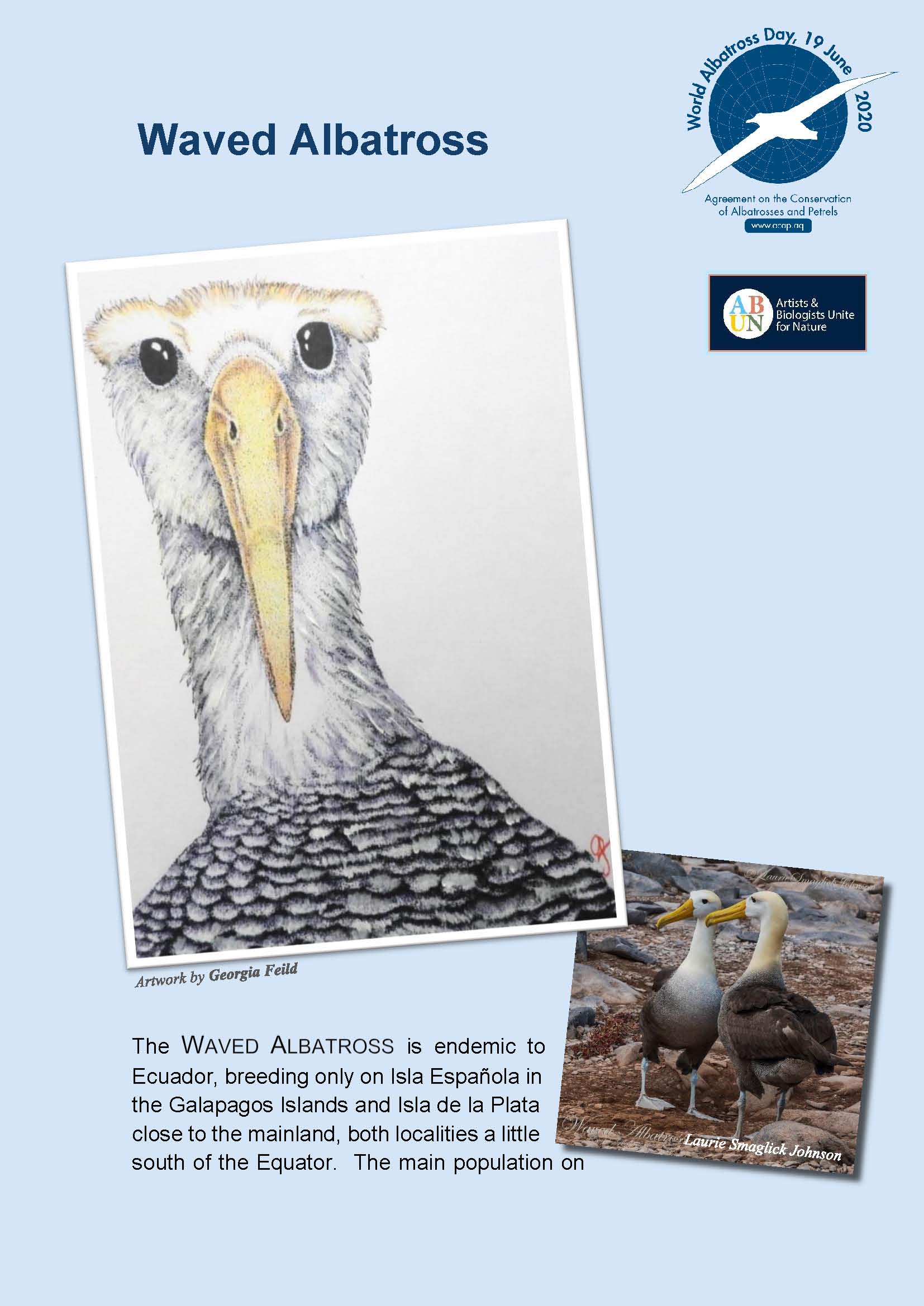 Waved Albatross