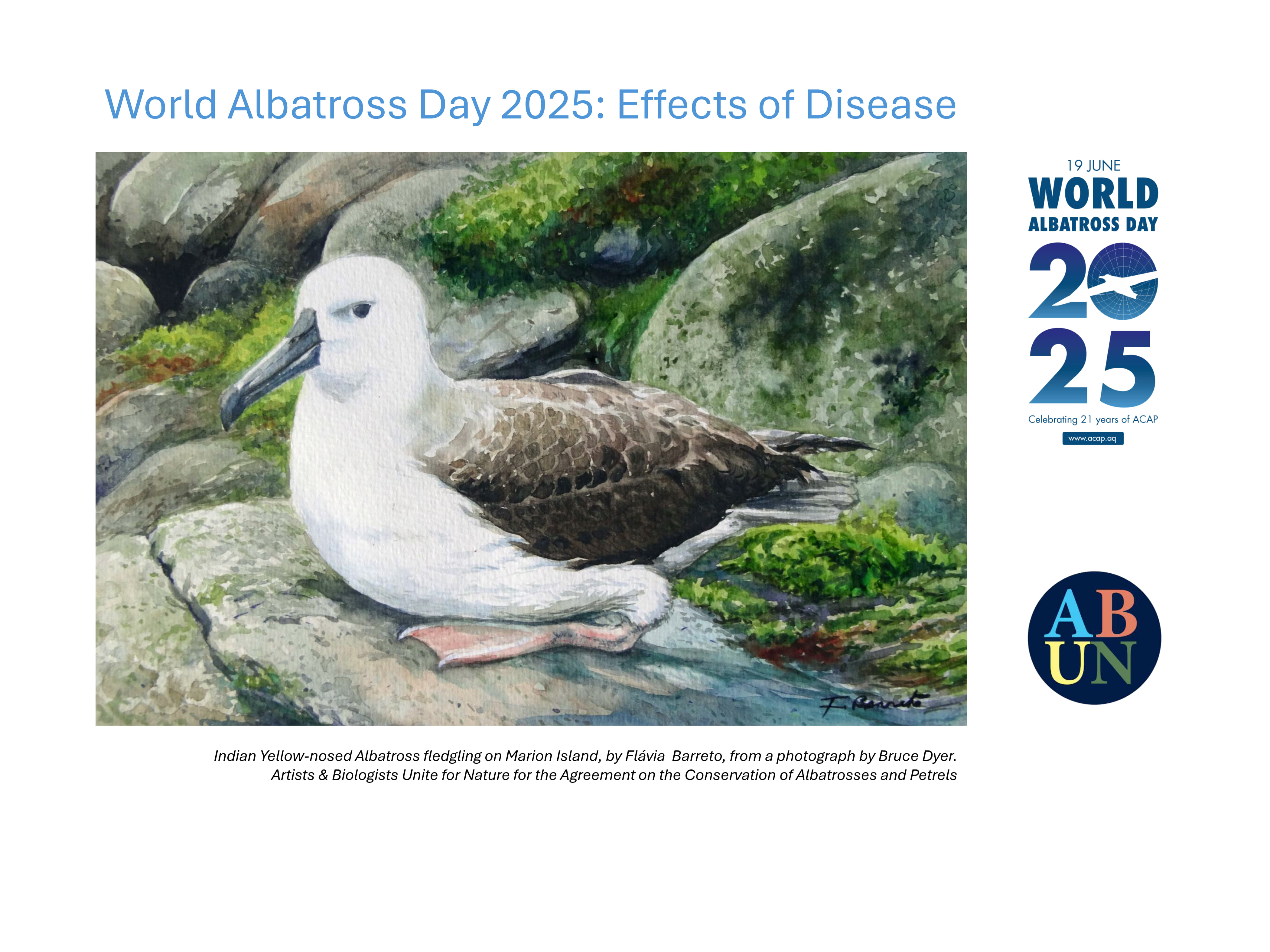 WAD2025 Indian Yellow-nosed Albatross fledgling by Flavia Barreto