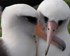 Laysan Albatross