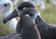 Black-footed Albatross