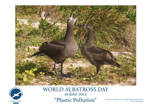 Black-footed Albatrosses courtship display by Eric VanderWerf - English
