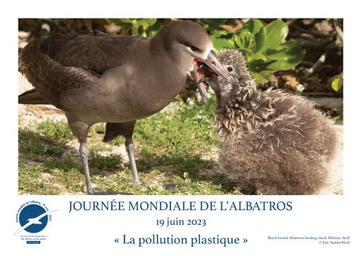A Black-footed Albatross feeding its chick by Eric VanderWerf - French