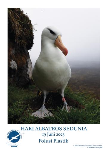 A Black-browed Albatross by Michelle Thompson - Indonesian