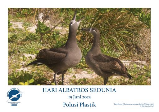 Black-footed Albatrosses courtship display by Eric VanderWerf - Indonesian