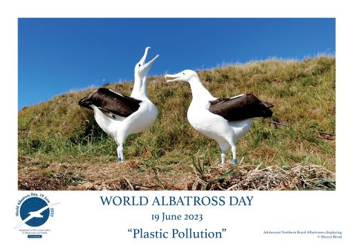 Northern Royal Albatrosses displaying by Sharyn Broni - English