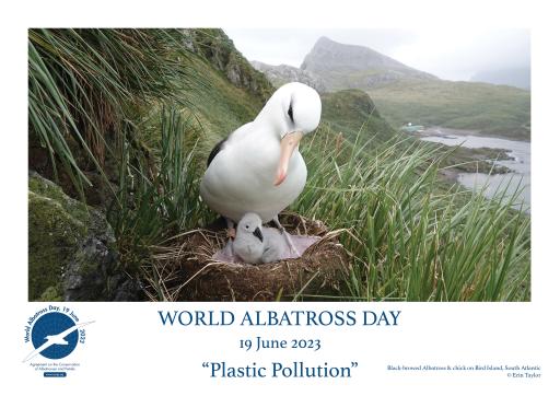 A Black-browed Albatross and chick by Erin Taylor - English