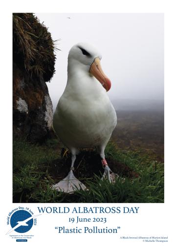 A Black-browed Albatross by Michelle Thompson - English