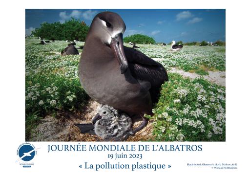 A Black-footed Albatross & chick by Wieteke Holthuijzen - French