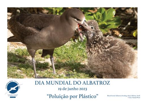 A Black-footed Albatross feeding its chick by Eric VanderWerf - Portuguese