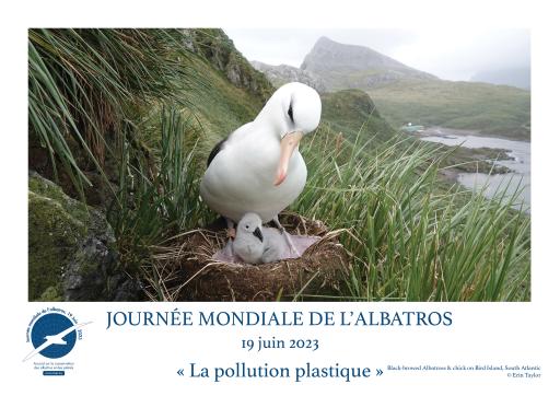 A Black-browed Albatross and chick by Erin Taylor - French